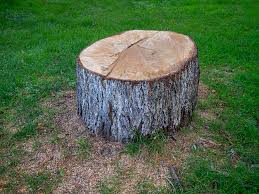 Best Stump Grinding and Removal  in Franklin, CA
