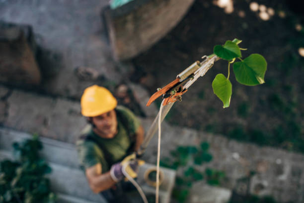 Best Root Management and Removal  in Franklin, CA