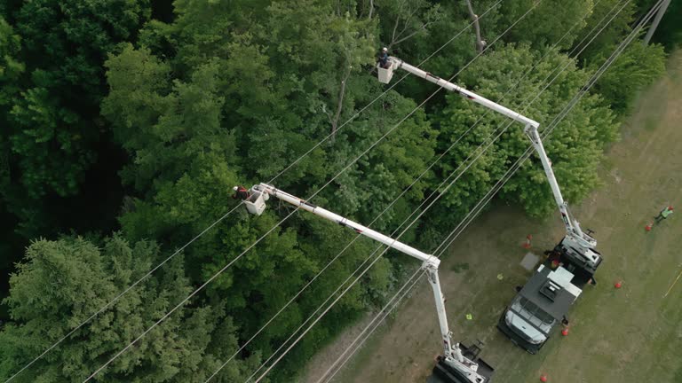 Best Storm Damage Tree Cleanup  in Franklin, CA