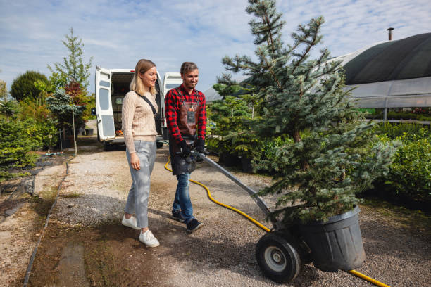 How Our Tree Care Process Works  in  Franklin, CA