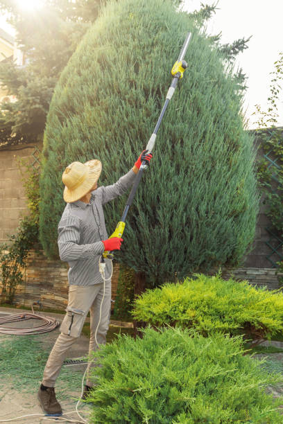 Professional Tree Services in Franklin, CA